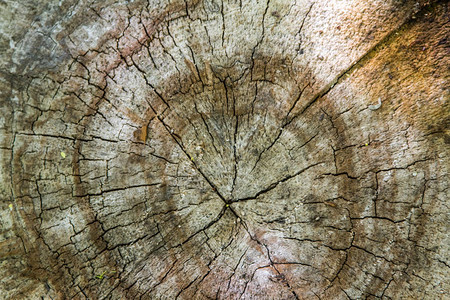 森林里堆着一棵老树年环被砍断木头腐烂图片