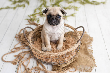 一个可爱的小狗坐在篮子里图片
