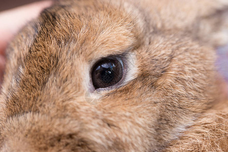 小兔子的眼图片