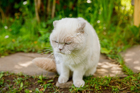 有趣的短毛国内白色小猫偷穿过绿色gerass后院背景夏日背景图片