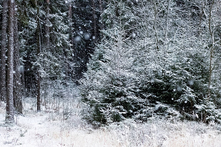 冬季森林中的白背景图片