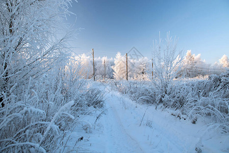 与白雪皑的树木的冬季景观图片