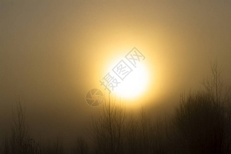 柔焦清晨太阳很亮雾很浓图片