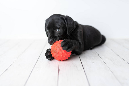 黑色的拉布多猎犬小狗白色图片