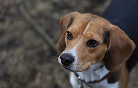 一只漂亮的小猎犬的肖像图片