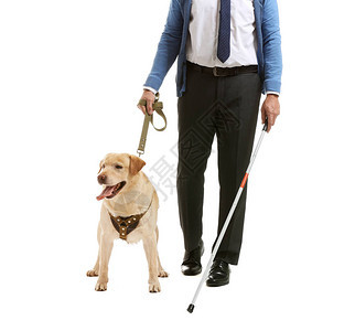 盲人成年男子与导盲犬在白色背景图片