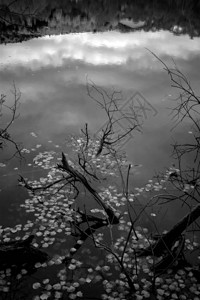 秋季风景摄影黑白自然摄影图片