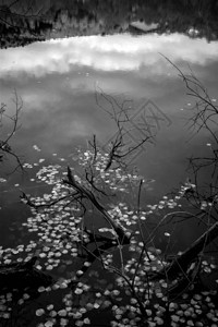 秋季风景摄影黑白自然摄影图片