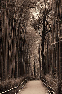 日本京都岚山的竹林图片