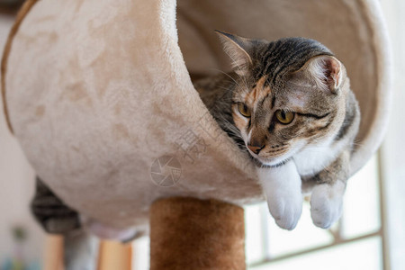 亚洲短头发短肖像黑纹猫咪躺在猫树或公寓上图片