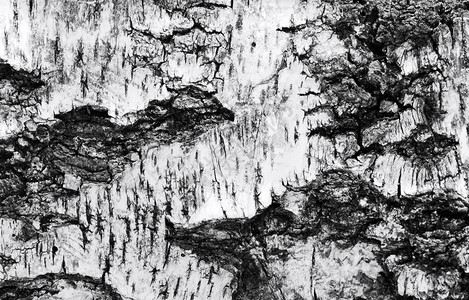老桦树黑白树皮作为背景背景图片
