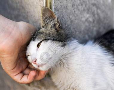 一只小街头小猫是白色图片