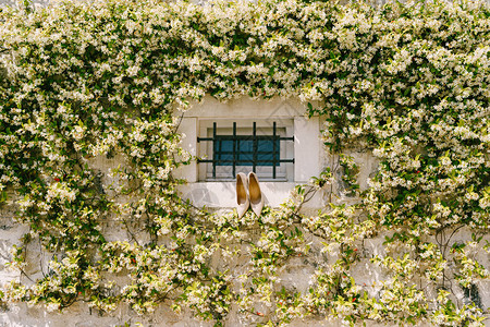一株芬芳的藤本植物金银花金银花在石墙上背景图片