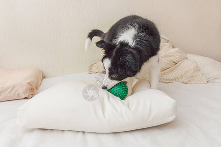 可爱的小狗边境牧羊犬的有趣肖像躺在床上的枕头毯子上图片