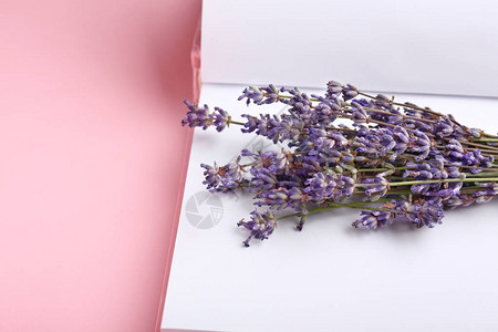 花卉小清新背景美丽的紫色花朵有关于彩色背景背景