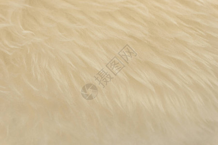 白色动物羊毛纹理背景蜜蜂天然羊毛紧图片