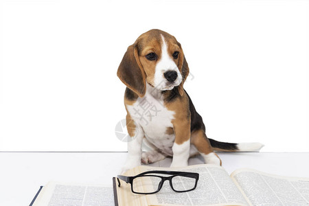 可爱的小猎犬小狗带着一本书和眼镜图片