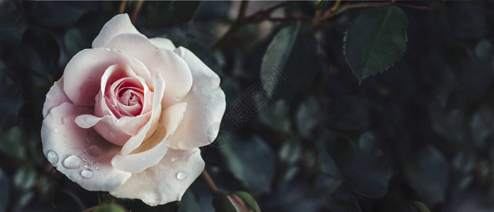 黑暗花园中美丽柔和玫瑰的艺术形象情人节和新娘复古卡设计艺术花卉图片