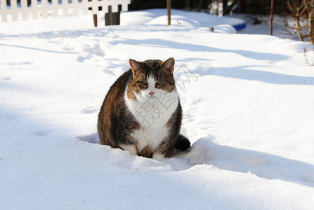 白雪上可爱的肥猫图片