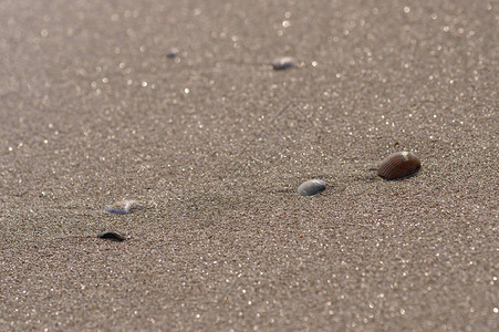 海边的贝壳图片