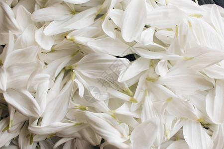深色背景中嫩白花朵的花瓣背景图片