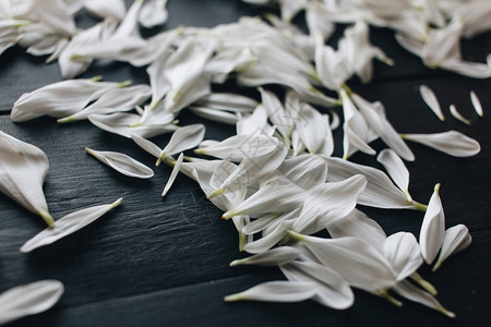 深色背景中嫩白花朵的花瓣背景图片