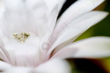 白色花的外焦距模糊的圆光片图片