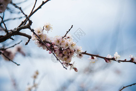 第一朵杏花春暖花开的杏花图片