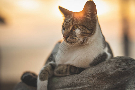 懒猫躺在夕阳下打盹图片