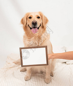 微笑可爱的狗金色寻金器与名牌在居家世界STAY大流行冠状动脉共图片