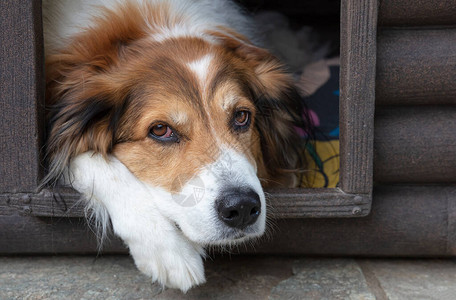 希腊牧羊犬在狗屋休息家庭宠物图片