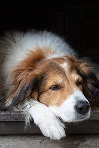 牧羊犬白色和棕色的颜色在狗屋里休息家养宠物图片