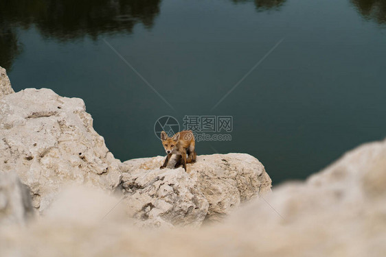 小狐狸在自然界水附近的白石上晒太阳图片