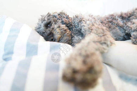休息睡觉的灰矮狮子狗的特写图片