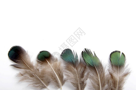 毛笔笔触鸟类羽毛的图片以白色背景隔离通常背景