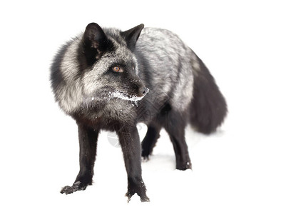银狐犬银狐狸Vulpesvulpes是美国蒙大拿山雪中的红狐的背景