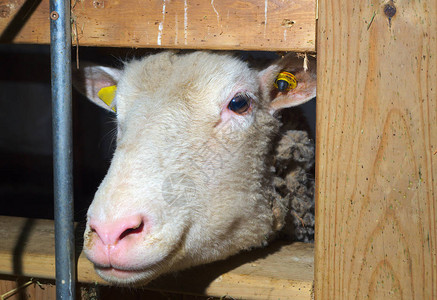 羊头农场动物牲畜图片