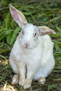 关闭一只白兔Oryctolaguscuniculus图片