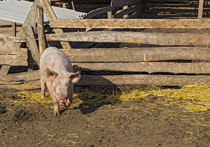 农场围栏里的脏猪图片