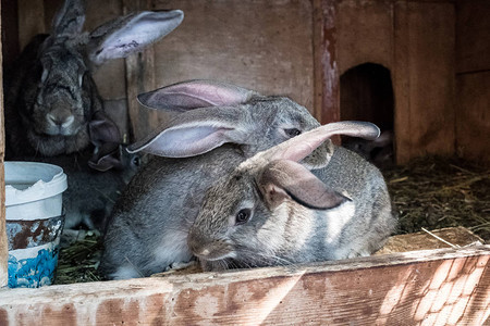 小兔子在笼子里养兔养图片