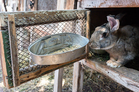 木笼子里的小兔子嗅着喂食器兔子吃燕麦笼子背景图片