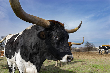 一头黑白相间的大长角牛的头脸和角的特写和部分轮廓图片