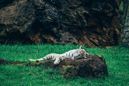 白虎躺在岩石上伸出舌尖图片