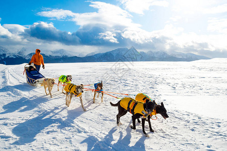 冬天雪橇犬在波兰山区拉雪橇图片