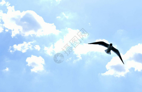 海鸥飞过蓝天图片