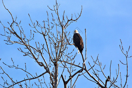 成年秃鹰坐在树顶上背景是蓝背景图片