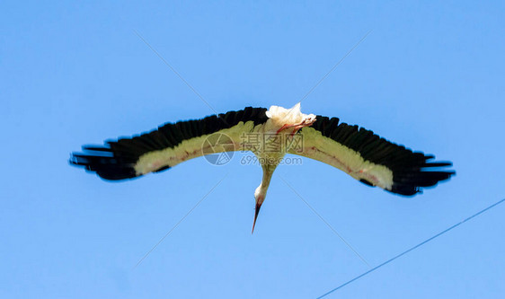 白鸟在蓝天空背景下飞翔飞翔自图片