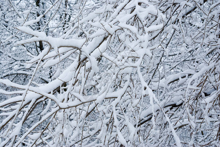 冬天分支和雪背景图片