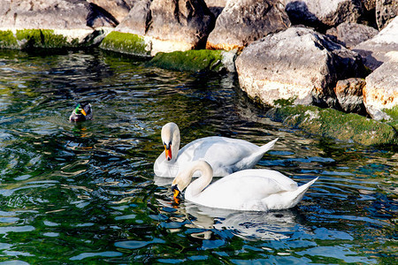 两只天鹅相爱在清水上日内瓦湖图片