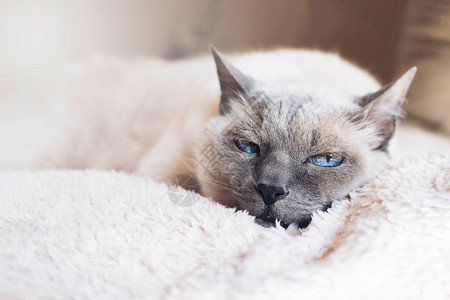 白猫有深色口罩像泰国人养的蓝眼睛一样躺在沙发上一个舒适背景图片